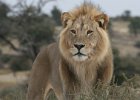 Kgalagadi